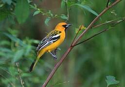 Streak-backed Oriole