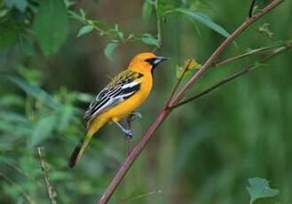 Oriole à dos rayé