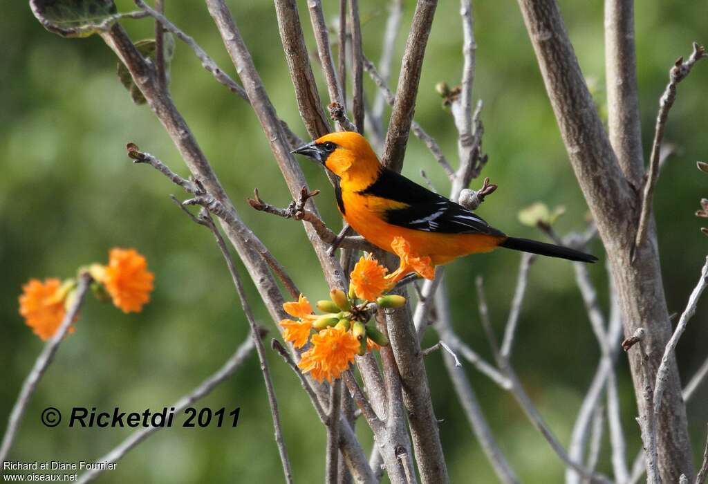 Altamira Oriole, identification