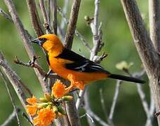 Altamira Oriole