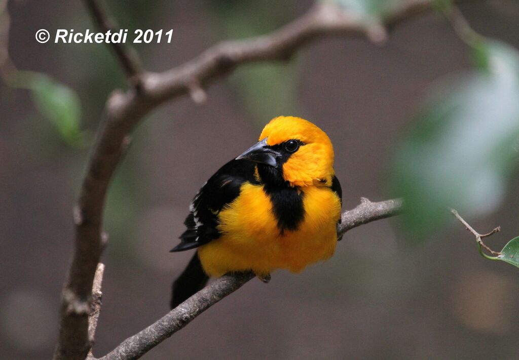 Altamira Oriole