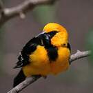 Oriole à gros bec