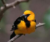 Altamira Oriole