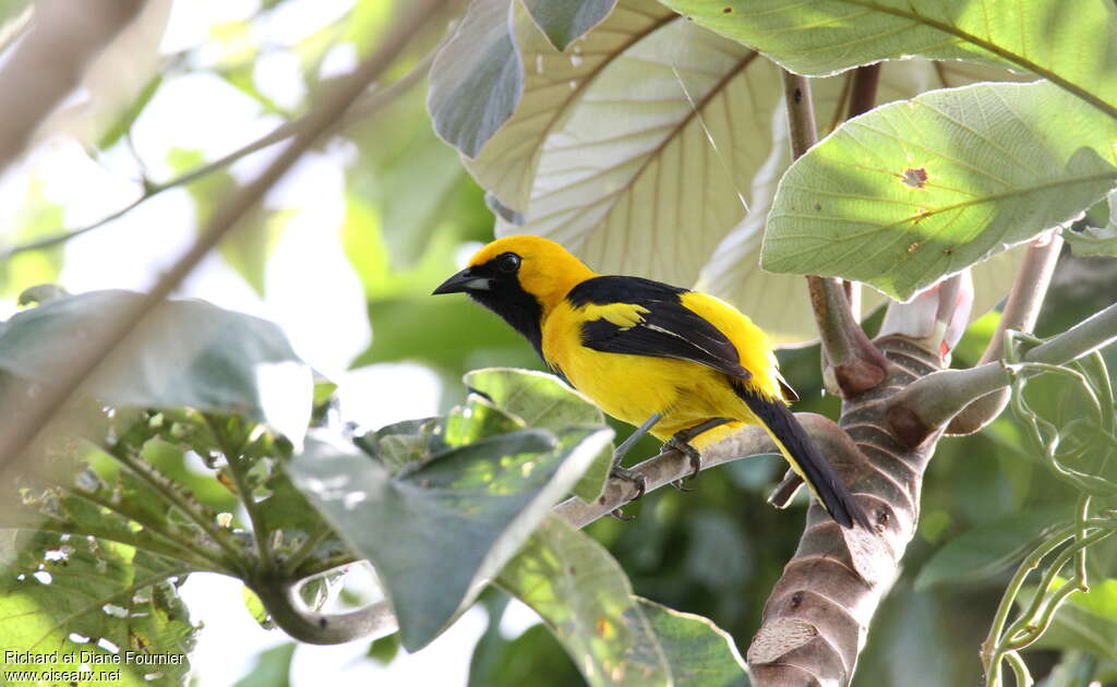 Oriole à queue jauneadulte