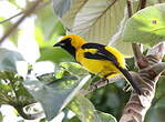 Oriole à queue jaune