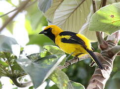 Yellow-tailed Oriole