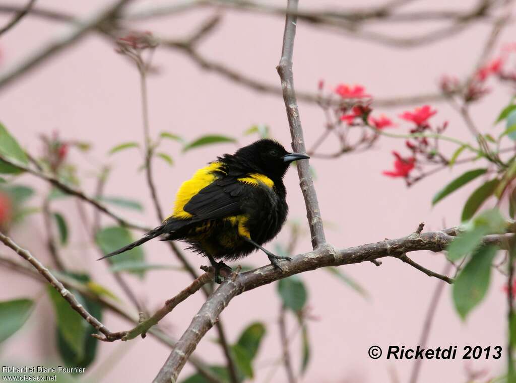 Oriole de Cubaadulte, Comportement