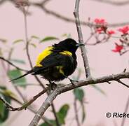 Cuban Oriole