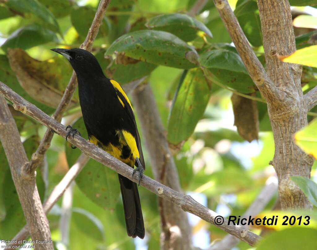 Oriole de Cubaadulte