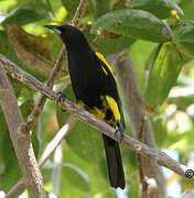 Cuban Oriole