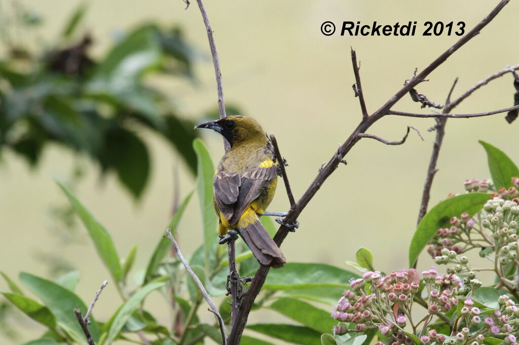 Cuban Orioleimmature