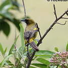 Oriole de Cuba