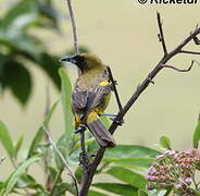 Oriole de Cuba