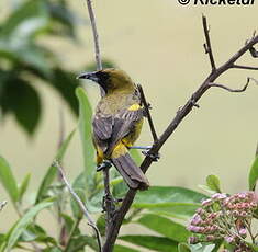 Oriole de Cuba