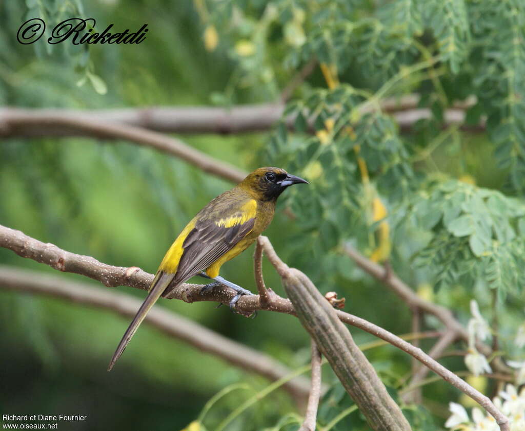 Oriole de Cubaimmature