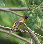 Cuban Oriole