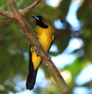 Oriole de Jamaïque