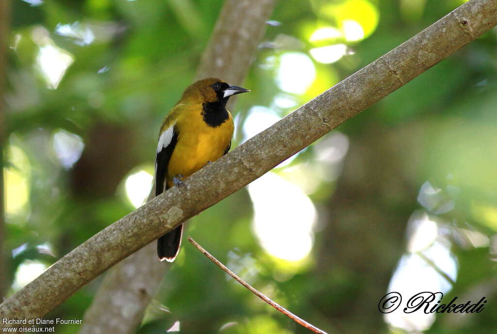 Jamaican Orioleadult, close-up portrait