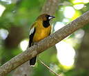 Oriole de la Jamaïque