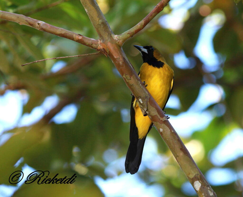 Oriole de la Jamaïque