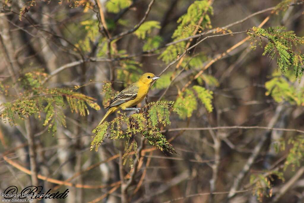 Oriole des vergers femelle adulte