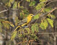 Oriole des vergers