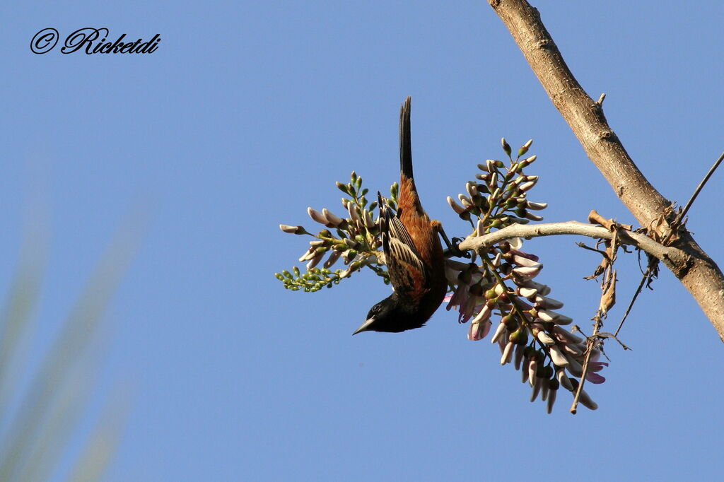 Oriole des vergers mâle