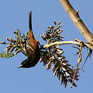 Oriole des vergers