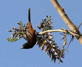 Oriole des vergers