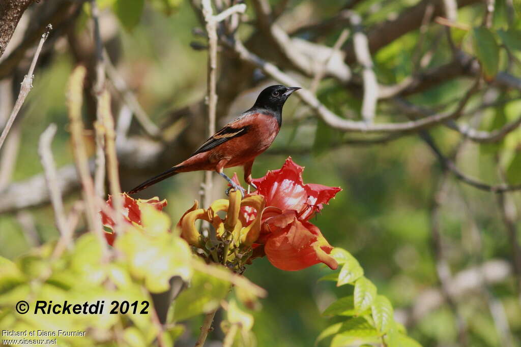 Oriole des vergers mâle adulte, habitat