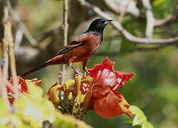 Oriole des vergers