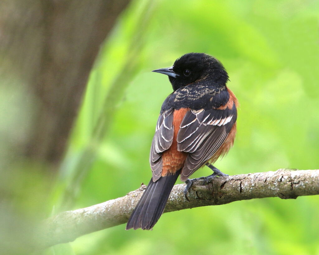 Oriole des vergers