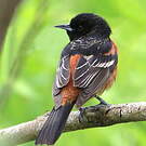 Oriole des vergers