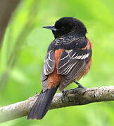 Orchard Oriole