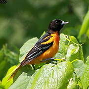 Baltimore Oriole