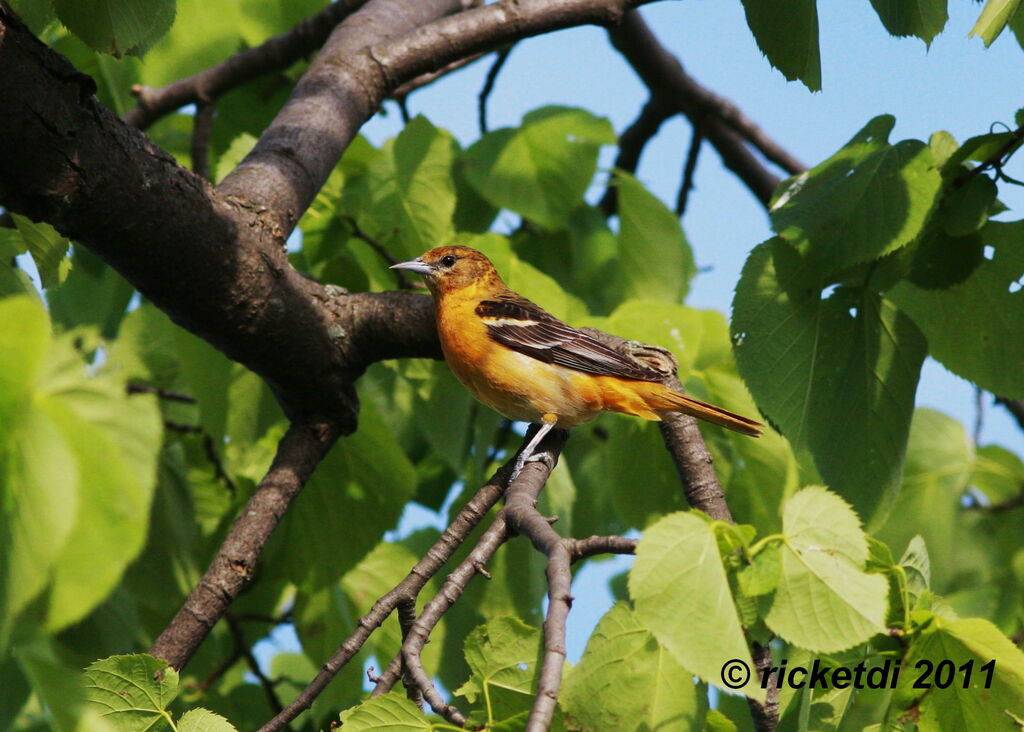 Oriole du Nord femelle