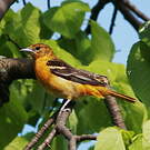 Oriole du Nord