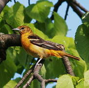 Baltimore Oriole