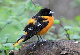 Baltimore Oriole