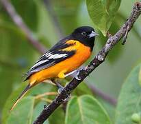 Oriole du Nord