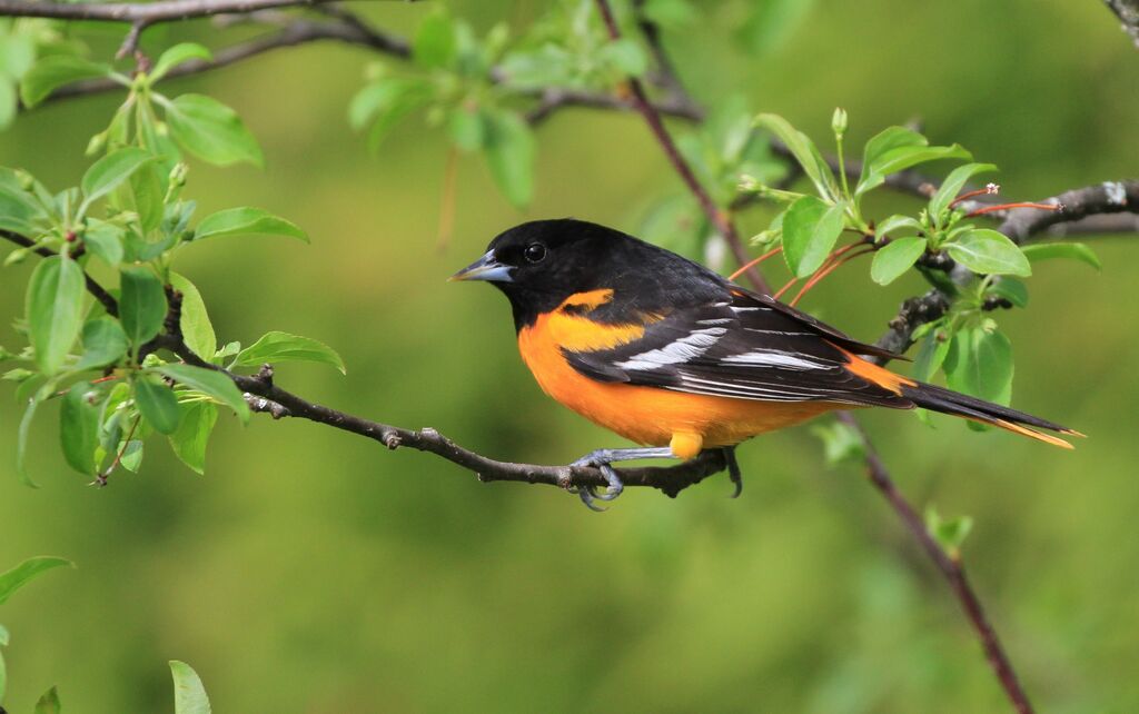 Baltimore Oriole male