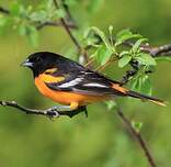 Oriole du Nord