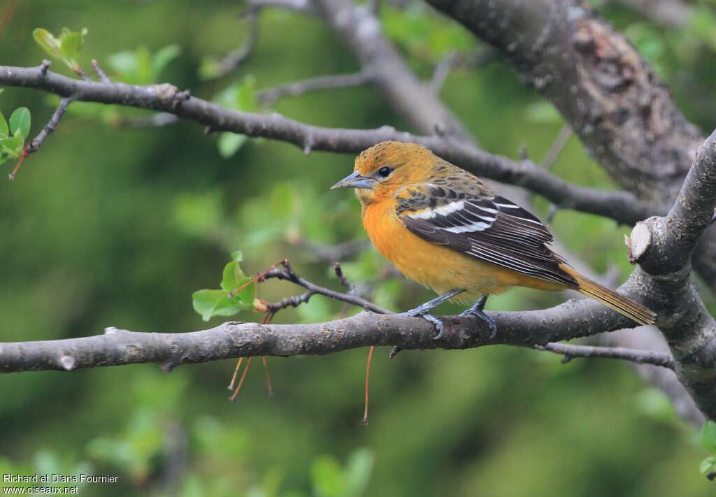 Baltimore Oriole female adult, identification