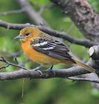 Oriole du Nord