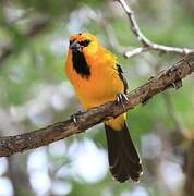 Oriole jaune