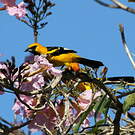 Oriole maculé