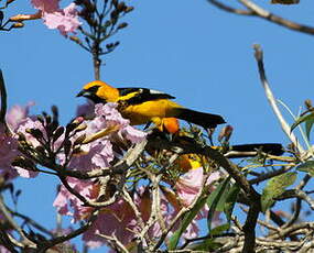 Oriole maculé