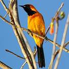 Oriole masqué