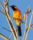 Oriole masqué