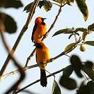 Oriole masqué